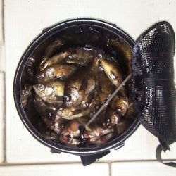 マリンガイド福丸 釣果