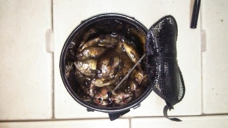 マリンガイド福丸 釣果