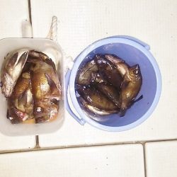 マリンガイド福丸 釣果