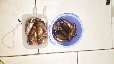 マリンガイド福丸 釣果