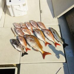 マリンガイド福丸 釣果