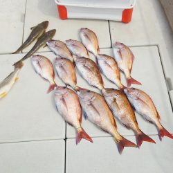 マリンガイド福丸 釣果