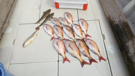 マリンガイド福丸 釣果