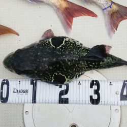 マリンガイド福丸 釣果