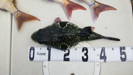 マリンガイド福丸 釣果