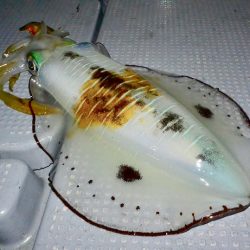 South Current 釣果