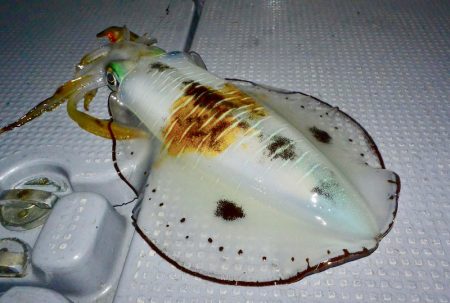 South Current 釣果