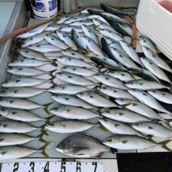 オーシャンスター(Ocean Star) 釣果