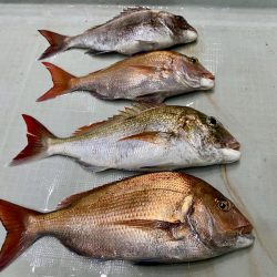 South Current 釣果