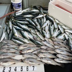 オーシャンスター(Ocean Star) 釣果