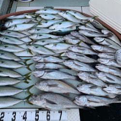 オーシャンスター(Ocean Star) 釣果