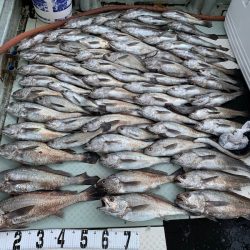 オーシャンスター(Ocean Star) 釣果