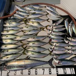 オーシャンスター(Ocean Star) 釣果