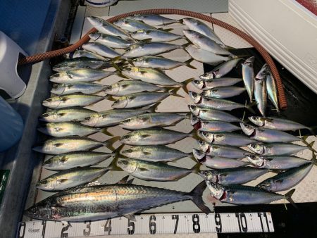 オーシャンスター(Ocean Star) …