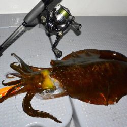 South Current 釣果