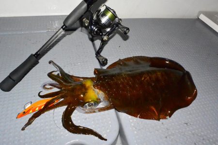 South Current 釣果