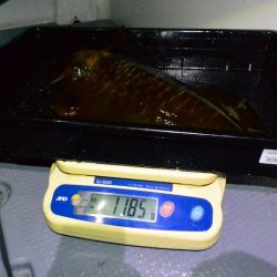 South Current 釣果