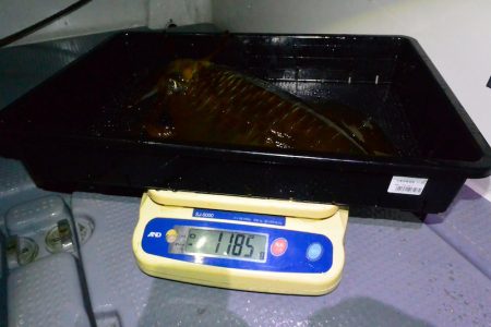 South Current 釣果