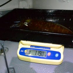 South Current 釣果