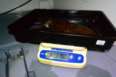 South Current 釣果