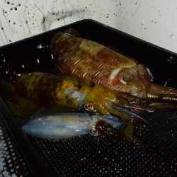 South Current 釣果