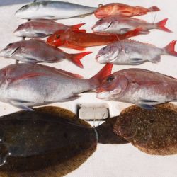 ＪＤＩ　Ｒａｃｉｎｇ　シールズマリンレジャー 釣果