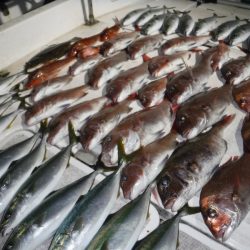 JDI Racing シールズマリンレジャー 釣果