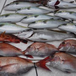 JDI Racing シールズマリンレジャー 釣果