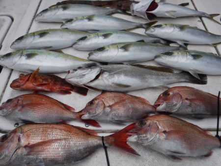 ＪＤＩ　Ｒａｃｉｎｇ　シールズマリンレジャ…