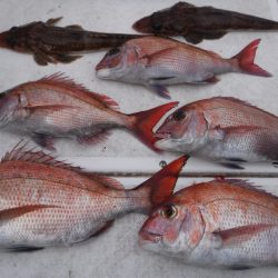 ＪＤＩ　Ｒａｃｉｎｇ　シールズマリンレジャー 釣果