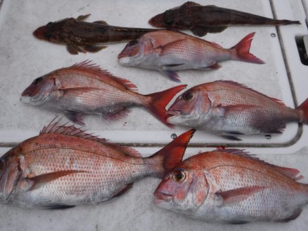 ＪＤＩ　Ｒａｃｉｎｇ　シールズマリンレジャー 釣果