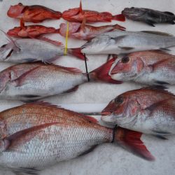 JDI Racing シールズマリンレジャー 釣果