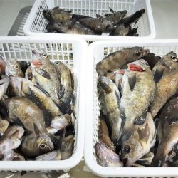 KIM Fishing Guide Service 釣果