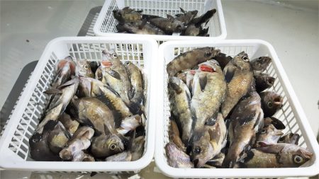 KIM Fishing Guide Ser…