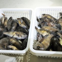 KIM Fishing Guide Service 釣果