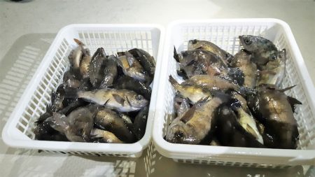 KIM Fishing Guide Ser…