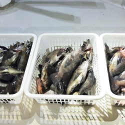 KIM Fishing Guide Service 釣果