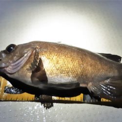 KIM Fishing Guide Service 釣果