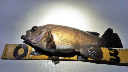 KIM Fishing Guide Ser…