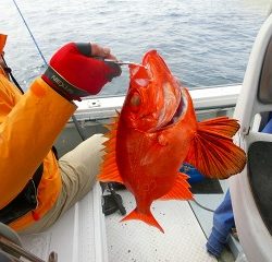 第二清洋丸 釣果