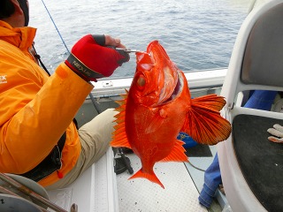 第二清洋丸 釣果