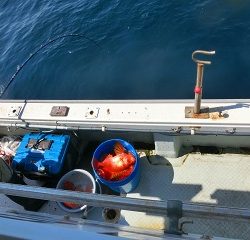 第二清洋丸 釣果