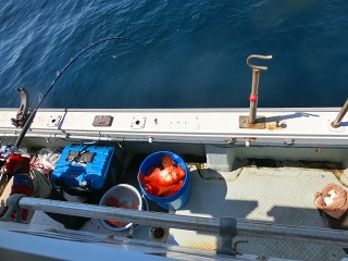 第二清洋丸 釣果