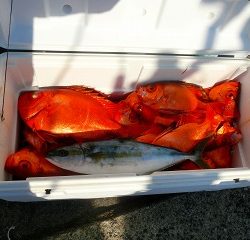 第二清洋丸 釣果