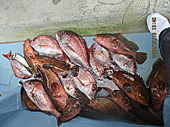 遊漁船 未紗奈 釣果