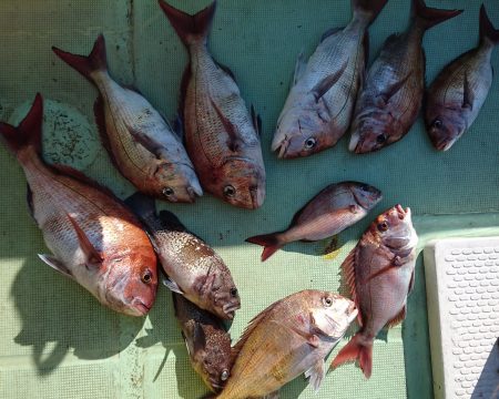 釣り船一番星 釣果