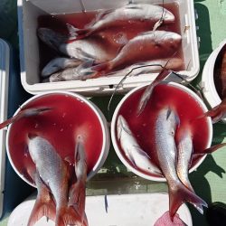 釣り船一番星 釣果