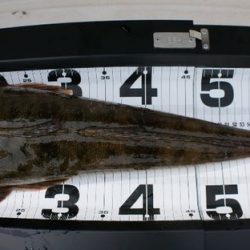 TOPGUN名古屋 釣果