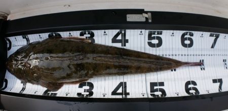 TOPGUN名古屋 釣果