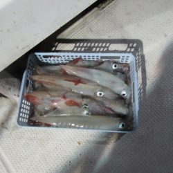 ジギング船 BLUEWATER 釣果